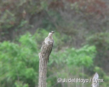 West Indian Woodpecker - ML201308081