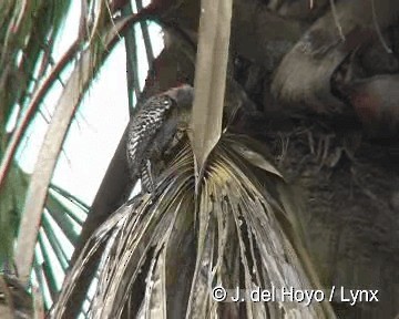West Indian Woodpecker - ML201308091
