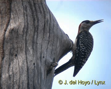West Indian Woodpecker - ML201308101