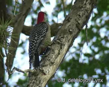 West Indian Woodpecker - ML201308111