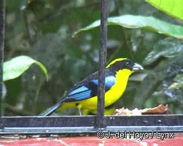 Blue-winged Mountain Tanager (Blue-winged) - ML201308161