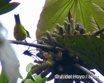 Blue-winged Mountain Tanager (Blue-winged) - ML201308171