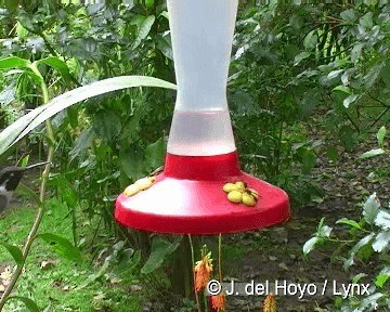 hvitbukkolibri - ML201308181