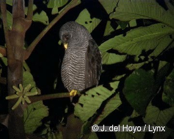 Black-banded Owl (San Isidro) - ML201308201