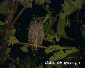 Black-banded Owl (San Isidro) - ML201308211