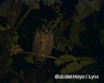 Black-banded Owl (San Isidro) - ML201308221