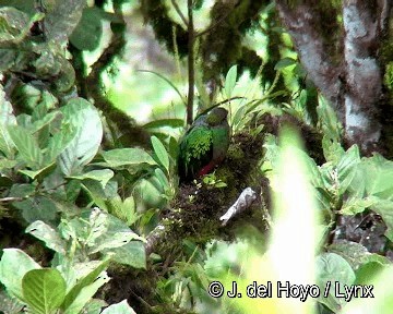 Quetzal Cabecidorado - ML201308561