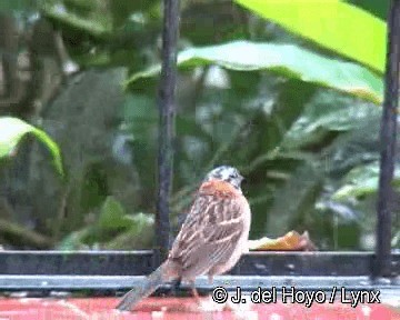 Rufous-collared Sparrow (Rufous-collared) - ML201308611