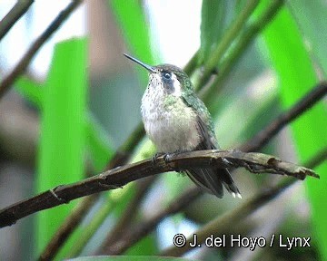 Speckled Hummingbird (melanogenys Group) - ML201308621