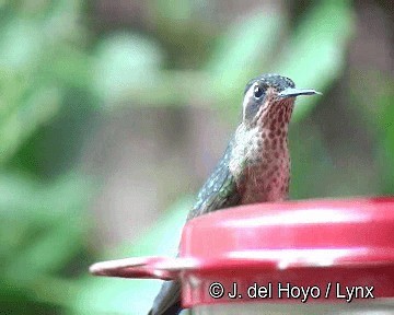 Speckled Hummingbird (melanogenys Group) - ML201308631