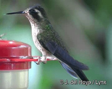 Speckled Hummingbird (melanogenys Group) - ML201308641