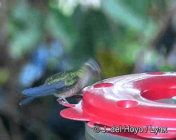Speckled Hummingbird (melanogenys Group) - ML201308661