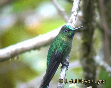 Long-tailed Sylph - ML201308671
