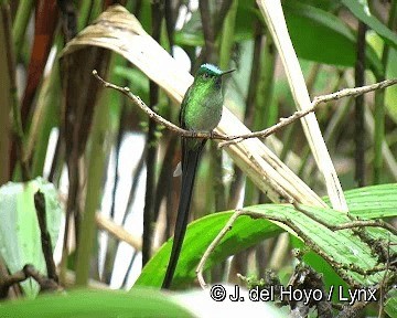 Long-tailed Sylph - ML201308681