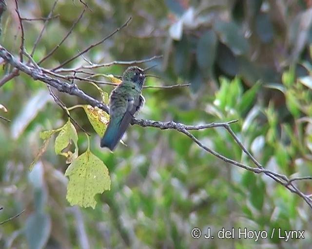 kolibřík ametystouchý - ML201308731
