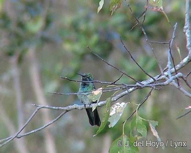 kolibřík ametystouchý - ML201308741