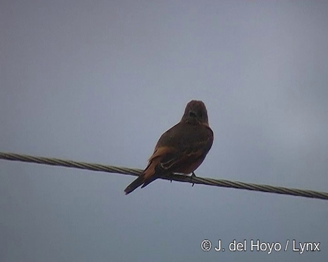 Cliff Flycatcher (Swallow) - ML201308901
