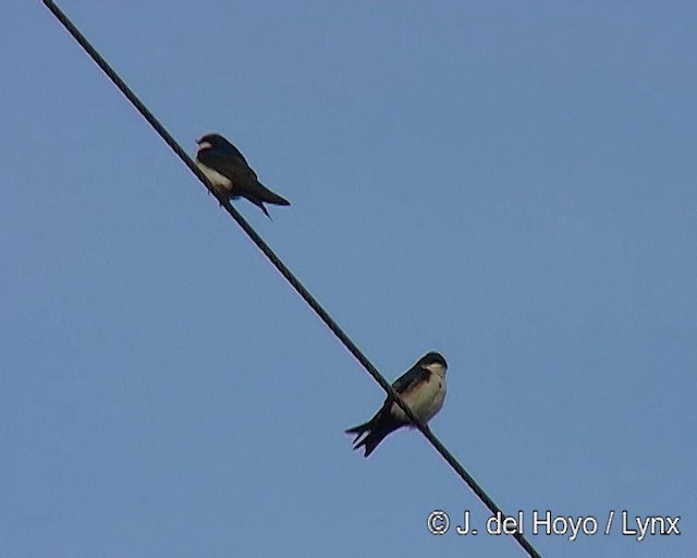 Blue-and-white Swallow (cyanoleuca) - ML201309011