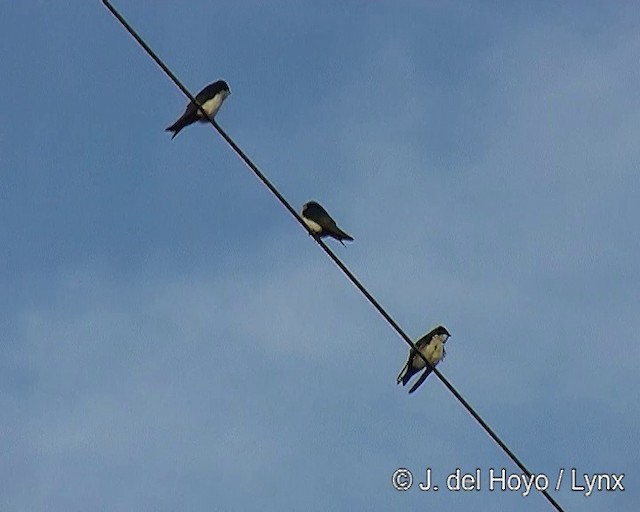 Blue-and-white Swallow (cyanoleuca) - ML201309021