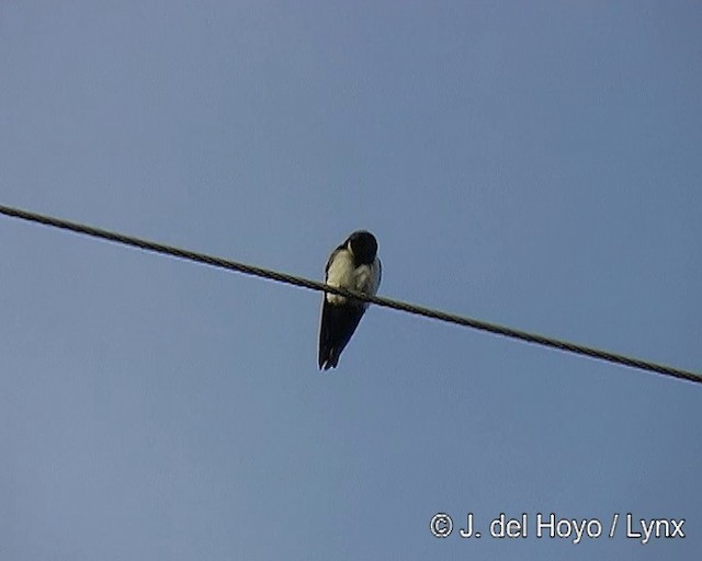 Blue-and-white Swallow (cyanoleuca) - ML201309031