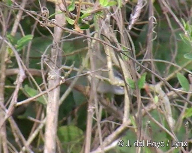 Golden-crowned Warbler (White-bellied) - ML201309111