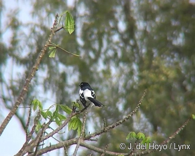 Magpie Tanager - ML201309141