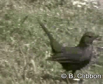 Eurasian Blackbird - ML201309411