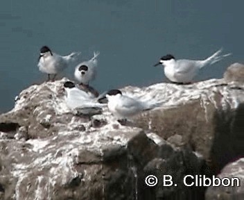 White-fronted Tern - ML201309701
