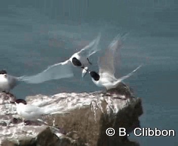 White-fronted Tern - ML201309711