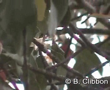 Gouldnektarvogel (dabryii) - ML201309721