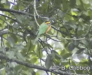 Cinnamon-chested Bee-eater - ML201309851