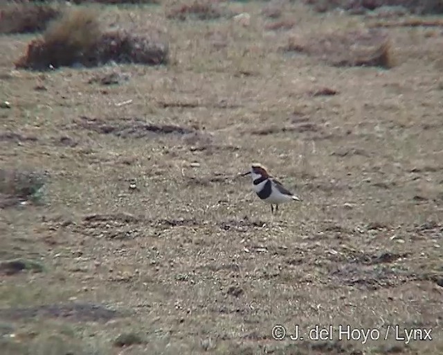 Two-banded Plover - ML201310271