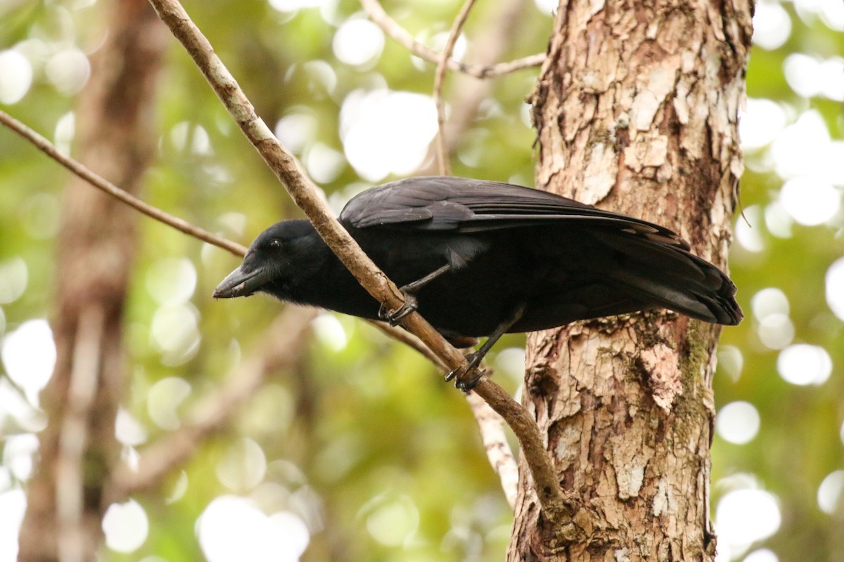 New Caledonian Crow - Tommy Pedersen