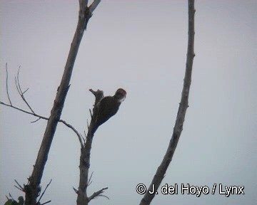 Cuban Green Woodpecker - ML201310911