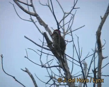 Cuban Green Woodpecker - ML201310921
