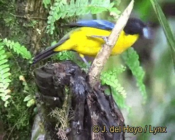 Black-chinned Mountain Tanager - ML201310951