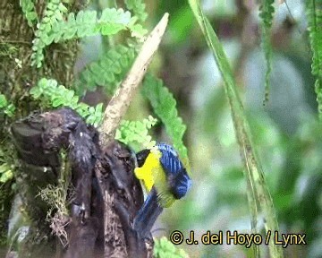 Black-chinned Mountain Tanager - ML201310961