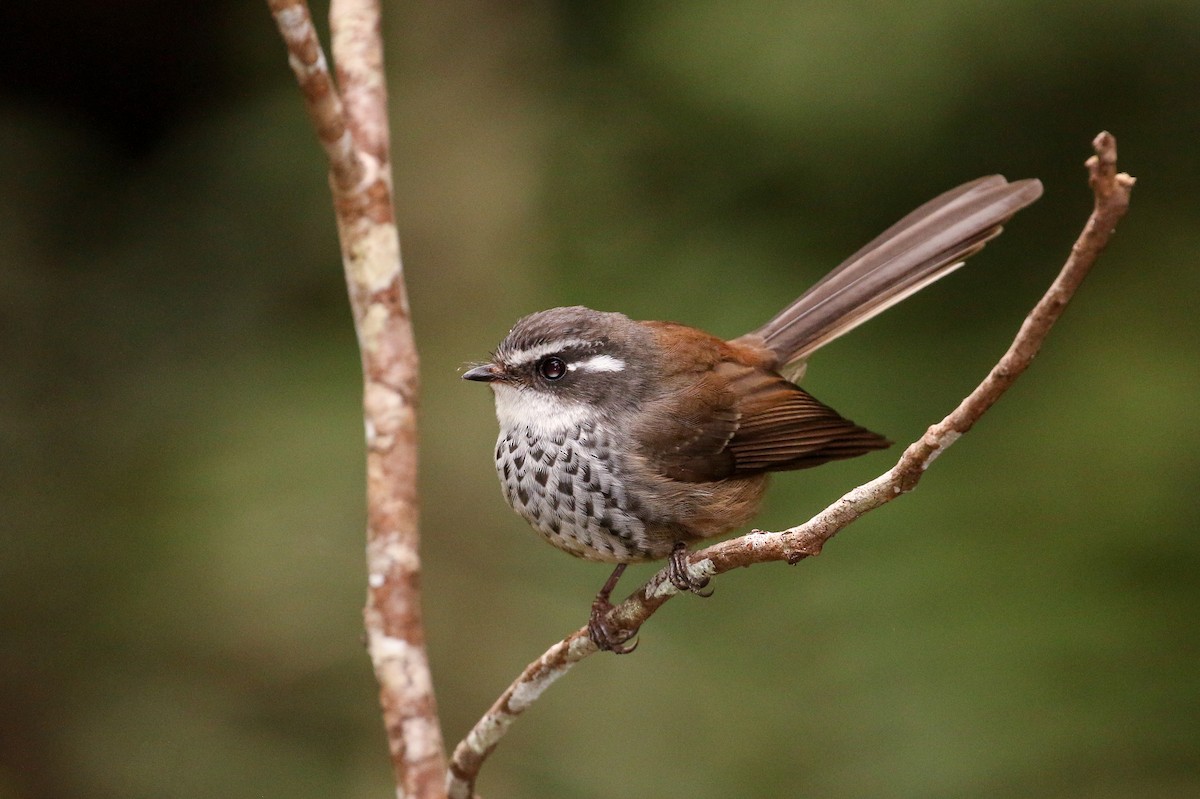 New Caledonian Streaked Fantail - ML20131101