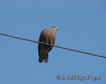 Red Collared-Dove - ML201311311