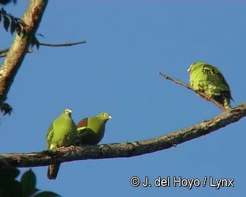 Thick-billed Green-Pigeon - ML201311321