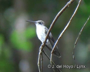 Green-and-white Hummingbird - ML201311461