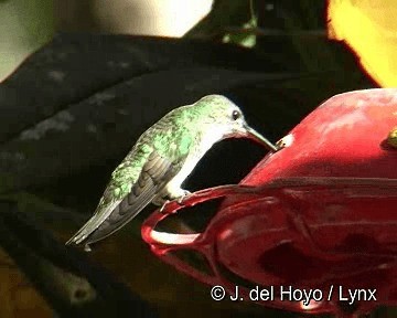 Green-and-white Hummingbird - ML201311471