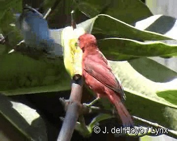 Hepatic Tanager (Highland) - ML201311621