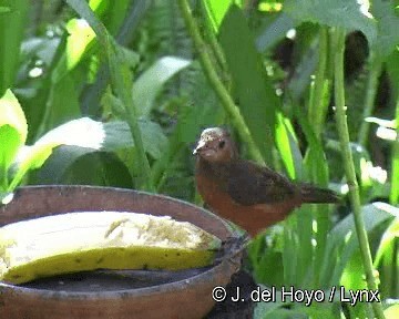 Silver-beaked Tanager - ML201311641