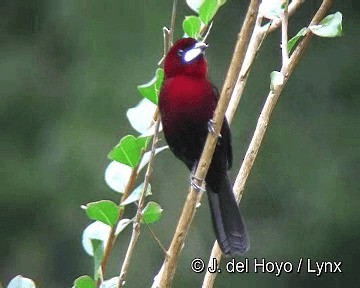 Silver-beaked Tanager - ML201311651