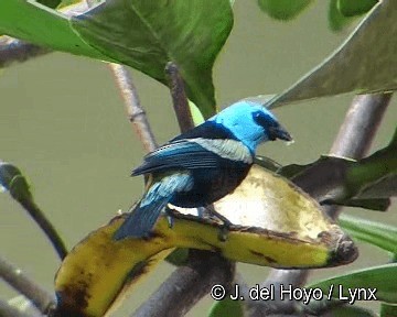 Blue-necked Tanager - ML201311661