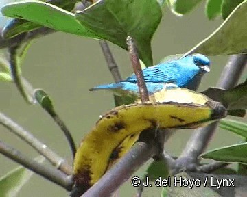 Golden-naped Tanager - ML201311681