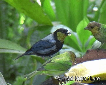 Silvery Tanager - ML201311691
