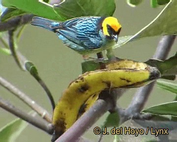 Saffron-crowned Tanager - ML201311711