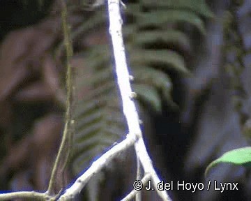 Коричневый мухолов (cinnamomeus/pyrrhopterus) - ML201311831